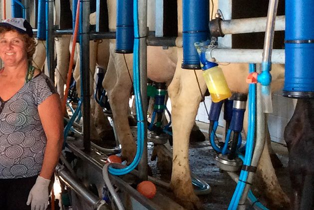 caso-de-sucesso-contra-mastite-em-vacas-leiteiras-granja-florinda1B